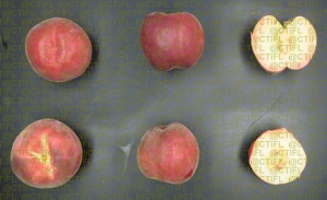 Fiches variétales Pêches Nectarines - Variété Pabenga, pêche à chair blanche (coupe)